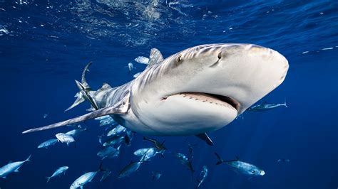 chances of getting bit by a shark|Sharks bit fewer than 100 people in 2023 .